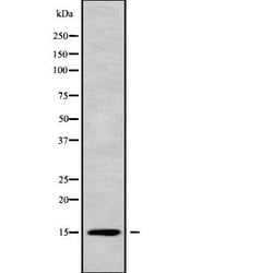 Invitrogen GOLT1A Polyclonal Antibody 100 &mu;L; Unconjugated:Antibodies,