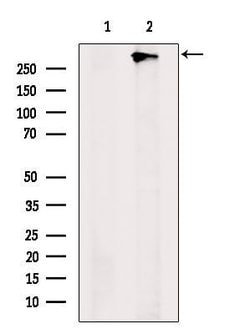 Invitrogen ZFHX4 Polyclonal Antibody 100 &mu;L; Unconjugated:Antibodies,