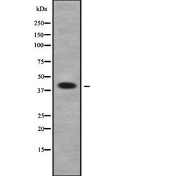Invitrogen TMEM30A Polyclonal Antibody 100 &mu;L; Unconjugated:Antibodies,