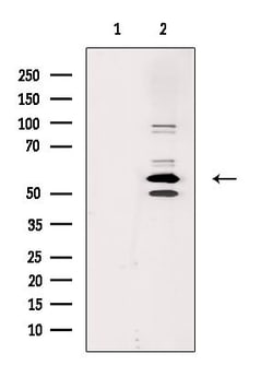 Invitrogen Cdc2L6 Polyclonal Antibody 100 &mu;L; Unconjugated:Antibodies,