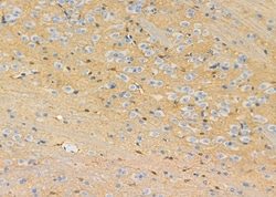 Invitrogen MAGEE2 Polyclonal Antibody 100 &mu;L; Unconjugated:Antibodies,