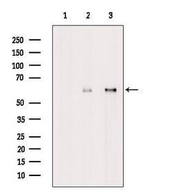 Invitrogen MAGEE2 Polyclonal Antibody 100 &mu;L; Unconjugated:Antibodies,