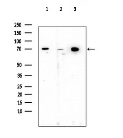 Invitrogen Cytomegalovirus UL97 Polyclonal Antibody 100 &mu;L; Unconjugated:Antibodies,