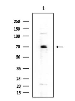 Invitrogen Cytomegalovirus UL97 Polyclonal Antibody 100 &mu;L; Unconjugated:Antibodies,