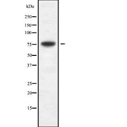 Invitrogen Cytomegalovirus UL97 Polyclonal Antibody 100 &mu;L; Unconjugated:Antibodies,