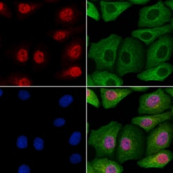 Invitrogen ZNF227 Polyclonal Antibody 100 &mu;L; Unconjugated:Antibodies,