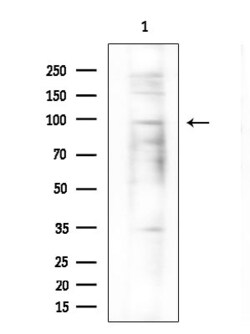 Invitrogen ZNF786 Polyclonal Antibody 100 &mu;L; Unconjugated:Antibodies,