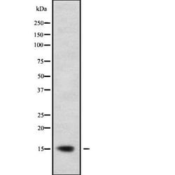 Invitrogen GILZ Polyclonal Antibody 100 &mu;L; Unconjugated:Antibodies,