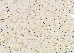 Invitrogen NOLA1 Polyclonal Antibody 100 &mu;L; Unconjugated:Antibodies,