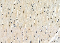 Invitrogen NOLA1 Polyclonal Antibody 100 &mu;L; Unconjugated:Antibodies,
