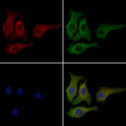 Invitrogen CCBE1 Polyclonal Antibody 100 &mu;L; Unconjugated:Antibodies,