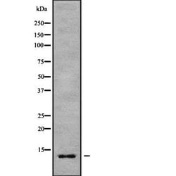 Invitrogen COX7B Polyclonal Antibody 100 &mu;L; Unconjugated:Antibodies,