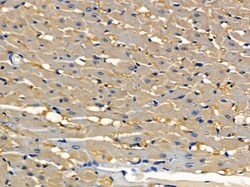 Invitrogen IFNLR1 Polyclonal Antibody 100 &mu;L; Unconjugated:Antibodies,