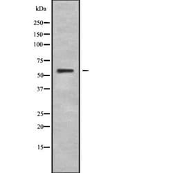 Invitrogen IFNLR1 Polyclonal Antibody 100 &mu;L; Unconjugated:Antibodies,