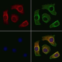 Invitrogen IGFL2 Polyclonal Antibody 100 &mu;L; Unconjugated:Antibodies,