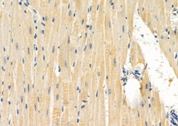 Invitrogen IGFL2 Polyclonal Antibody 100 &mu;L; Unconjugated:Antibodies,