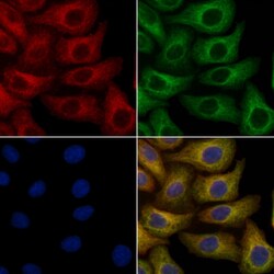 Invitrogen IGFL4 Polyclonal Antibody 100 &mu;L | Buy Online | Invitrogen&trade; | Fisher Scientific