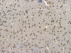 Invitrogen Cyclin B3 Polyclonal Antibody 100 &mu;L; Unconjugated:Antibodies,