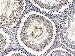 Invitrogen Cyclin B3 Polyclonal Antibody 100 &mu;L; Unconjugated:Antibodies,