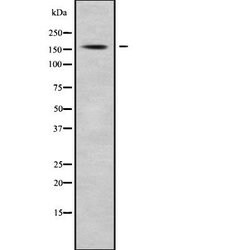 Invitrogen Cyclin B3 Polyclonal Antibody 100 &mu;L; Unconjugated:Antibodies,