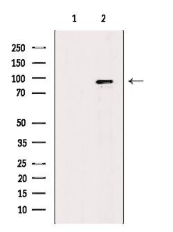 Invitrogen MCM8 Polyclonal Antibody 100 &mu;L; Unconjugated:Antibodies,
