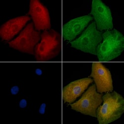 Invitrogen STRN Polyclonal Antibody 100 &mu;L; Unconjugated:Antibodies,