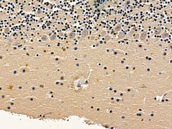 Invitrogen STRN Polyclonal Antibody 100 &mu;L; Unconjugated:Antibodies,