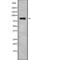 Invitrogen STRN Polyclonal Antibody 100 &mu;L; Unconjugated:Antibodies,