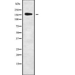 Invitrogen PIK3C2G Polyclonal Antibody 100 &mu;L; Unconjugated:Antibodies,