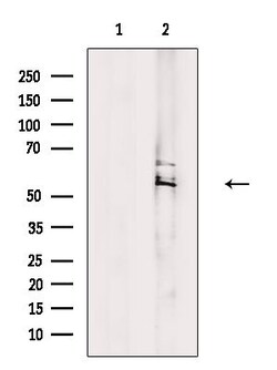Invitrogen CAMKK1 Polyclonal Antibody 100 &mu;L; Unconjugated:Antibodies,