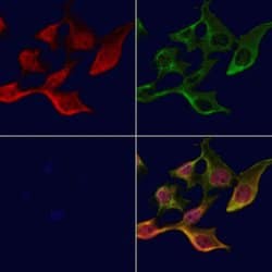 Invitrogen TXK Polyclonal Antibody 100 &mu;L; Unconjugated:Antibodies,