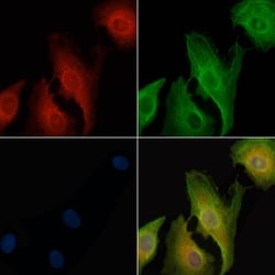 Invitrogen CD300b Polyclonal Antibody 100 &mu;L; Unconjugated:Antibodies,