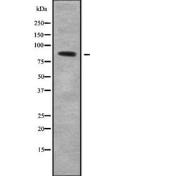 Invitrogen COLEC12 Polyclonal Antibody 100 &mu;L | Buy Online | Invitrogen&trade; | Fisher Scientific