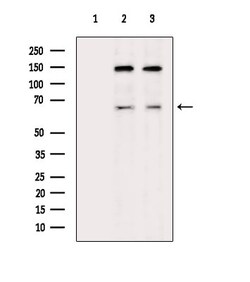 Invitrogen PODXL2 Polyclonal Antibody 100 &mu;L; Unconjugated:Antibodies,