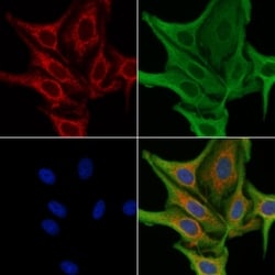 Invitrogen Relaxin 3 Polyclonal Antibody 100 &mu;L; Unconjugated:Antibodies,