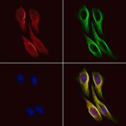 Invitrogen DNER Polyclonal Antibody 100 &mu;L; Unconjugated:Antibodies,