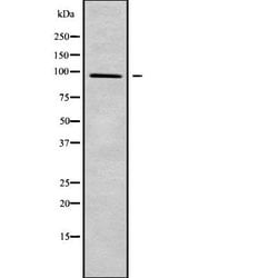 Invitrogen TRPV3 Polyclonal Antibody 100 &mu;L; Unconjugated:Antibodies,