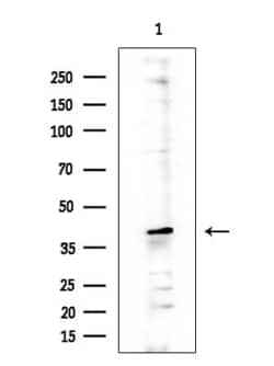 Invitrogen TRPV3 Polyclonal Antibody 100 &mu;L; Unconjugated:Antibodies,