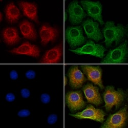 Invitrogen FDCSP Polyclonal Antibody 100 &mu;L; Unconjugated:Antibodies,