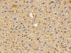 Invitrogen FDCSP Polyclonal Antibody 100 &mu;L; Unconjugated:Antibodies,
