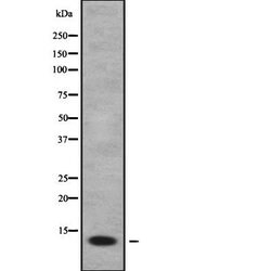 Invitrogen FDCSP Polyclonal Antibody 100 &mu;L; Unconjugated:Antibodies,