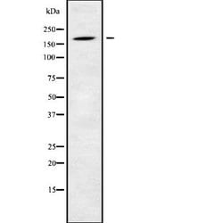 Invitrogen LTBP1 Polyclonal Antibody 100 &mu;L; Unconjugated:Antibodies,