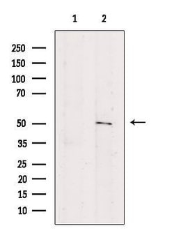 Invitrogen HTR3C Polyclonal Antibody 100 &mu;L; Unconjugated:Antibodies,