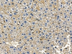 Invitrogen GPR112 Polyclonal Antibody 100 &mu;L; Unconjugated:Antibodies,