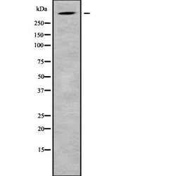 Invitrogen GPR112 Polyclonal Antibody 100 &mu;L; Unconjugated:Antibodies,