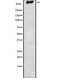Invitrogen GPR98 Polyclonal Antibody 100 &mu;L; Unconjugated:Antibodies,