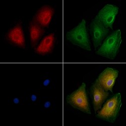 Invitrogen OR10H5 Polyclonal Antibody 100 &mu;L; Unconjugated:Anticuerpos