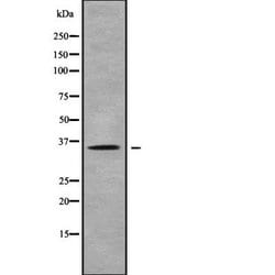 Invitrogen OR10H5 Polyclonal Antibody 100 &mu;L; Unconjugated:Anticuerpos