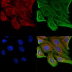 Invitrogen OR13J1 Polyclonal Antibody 100 &mu;L; Unconjugated:Antibodies,