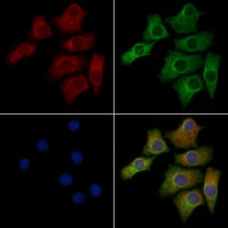 Invitrogen OR52J3 Polyclonal Antibody 100 &mu;L; Unconjugated:Antibodies,